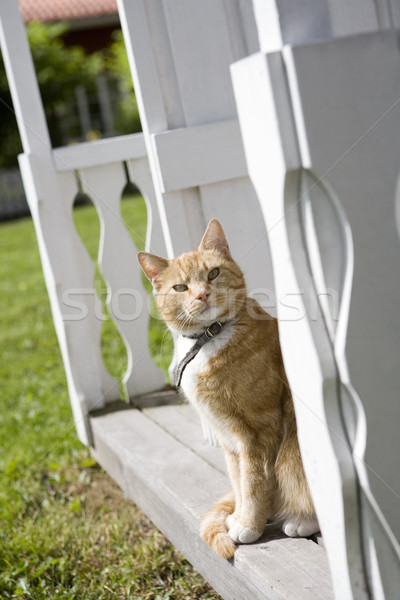 Gato doméstico sessão banco animal animais de estimação fotografia Foto stock © gemenacom
