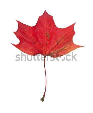 Maple leaf isolado branco folha símbolo fundo branco Foto stock © gemenacom