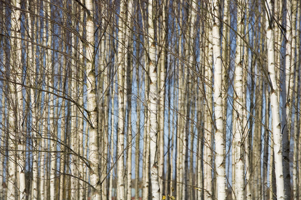 Stock photo: Trees full frame