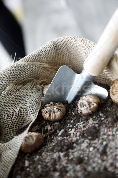 Liści roślin brud Bush Zdjęcia stock © gemenacom