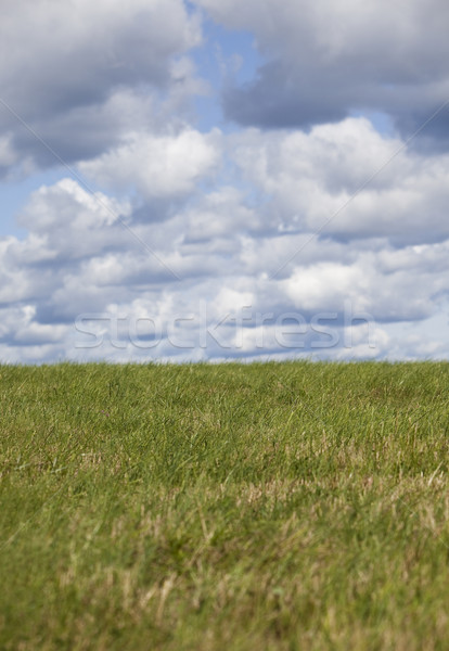 Green field on a sunny day Stock photo © gemenacom