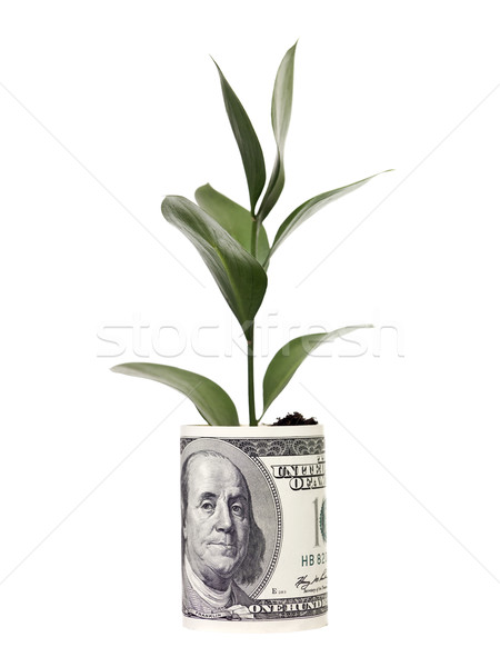Денежное дерево изолированный белый лист грязи доллара Сток-фото © gemenacom