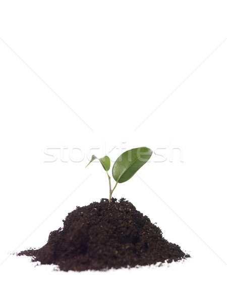 Growing plant Stock photo © gemenacom