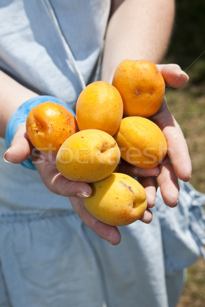 Abricot mains plein alimentaire Palm horizontal [[stock_photo]] © gemenacom