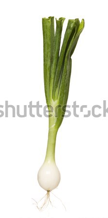 Spring Onion Stock photo © gemenacom
