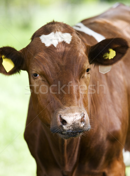 Marrom vaca cena de tranquilidade doméstico vacas grama Foto stock © gemenacom
