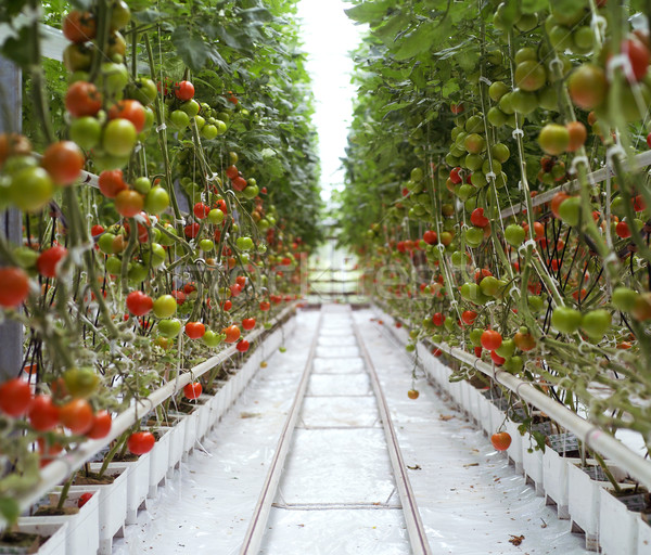 Paradicsomok sorok üvegház farm mezőgazdaság növekedés Stock fotó © gemenacom