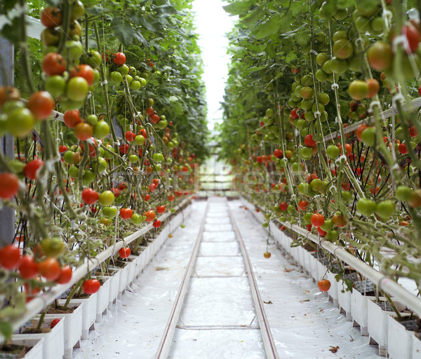 Imagine de stoc: Roşii · sera · fermă · agricultură · creştere