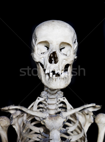 Skull with short focal depth towards black background Stock photo © gemenacom