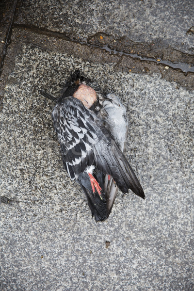 ストックフォト: 死んだ · 鳥 · アスファルト · 市 · 草