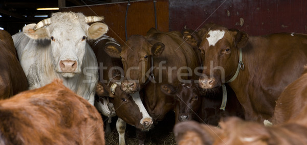 коров трава закат природы Сток-фото © gemenacom