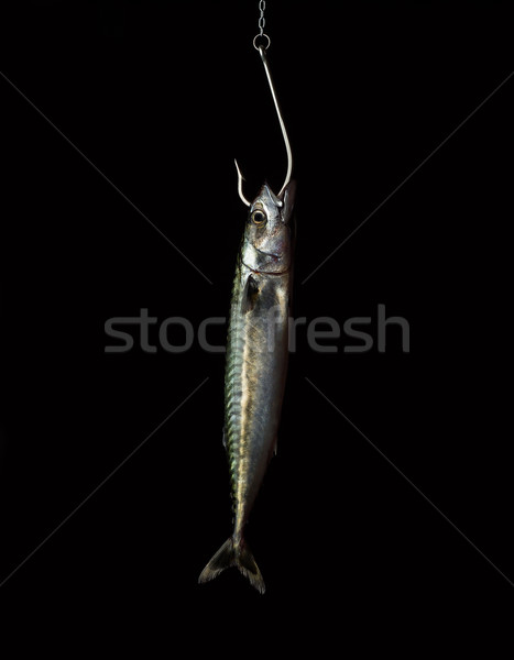 Stock foto: Fisch · schwarz · Essen · Fischerei · Trophäe · isoliert