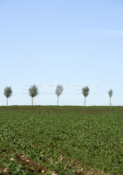 Blasted Trees Stock photo © gemenacom