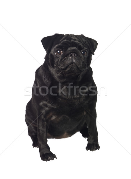 Stok fotoğraf: Portre · siyah · köpek · yalıtılmış · beyaz · köpek · yavrusu