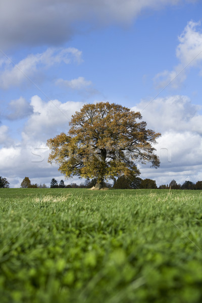 Dąb dziedzinie drzewo charakter krajobraz jesienią Zdjęcia stock © gemenacom