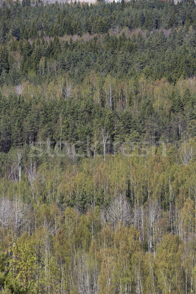 Orman tam kare doğa manzara seyahat sonbahar Stok fotoğraf © gemenacom