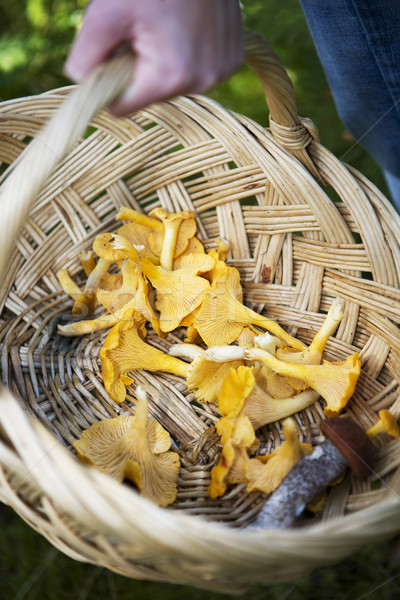 Stock photo: Chanterelles