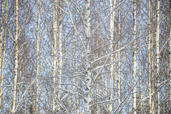 Stock fotó: Nyírfa · fák · full · frame · tél · égbolt · fa