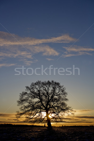 Tree in sundown Stock photo © gemenacom
