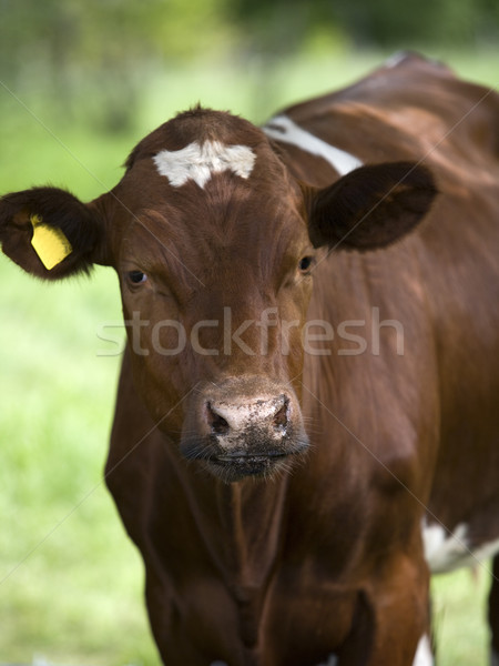 Barna tehén nyugodt jelenet házi tehenek fű Stock fotó © gemenacom