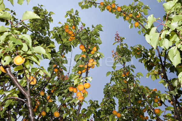 Apricots on a branch Stock photo © gemenacom