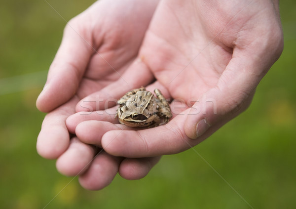 Trapped Frog Stock photo © gemenacom