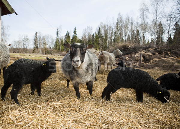 Several sheeps in a pasture Stock photo © gemenacom