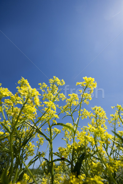Nemi erőszak alulról fotózva kilátás kék ég természet növény Stock fotó © gemenacom