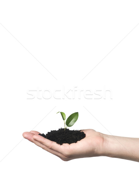Hand with a growing plant Stock photo © gemenacom
