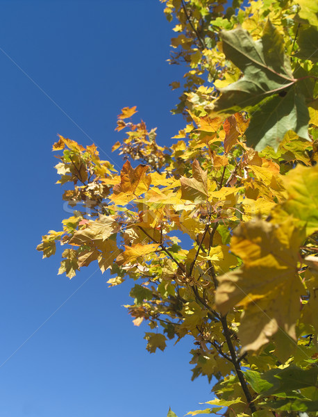 Autumn Leafes Stock photo © gemenacom