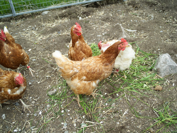 Pollame agricoltura farm campo verde pollo Foto d'archivio © gemenacom