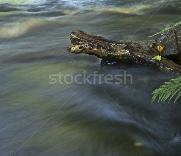 Pedra tiro longa exposição tempo floresta Foto stock © gemenacom