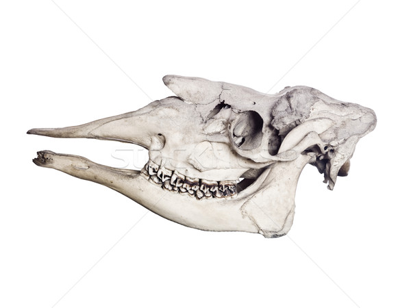 Animal skull Stock photo © gemenacom
