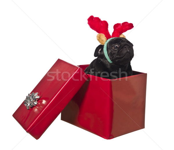 Dog in a gift box with reindeer antlers Stock photo © gemenacom