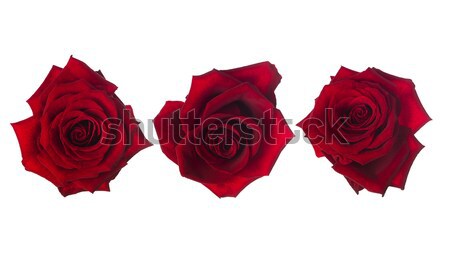 Red roses Stock photo © gemenacom