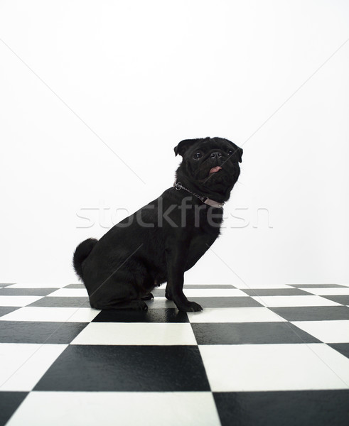 フランス語 ブルドッグ 肖像 犬 チェス 階 ストックフォト © gemenacom