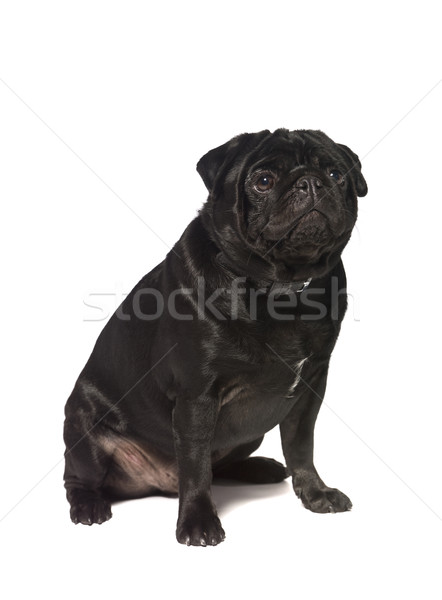 Black pug Stock photo © gemenacom