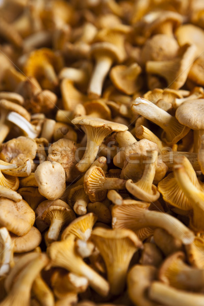 Close up of chantarelles Stock photo © gemenacom