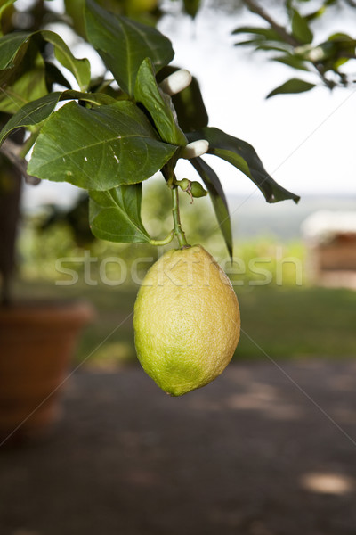 Limón limonero planta fotografía horizontal primer plano Foto stock © gemenacom