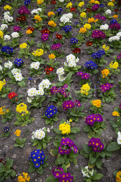 Formation of colorfull flowers Stock photo © gemenacom