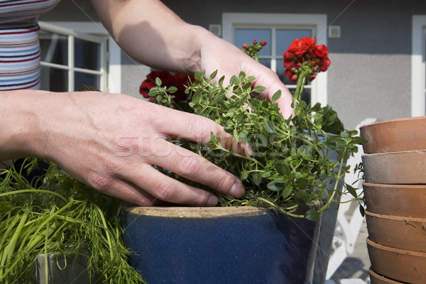 Gardening Work Stock photo © gemenacom