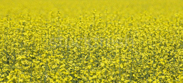 Oilseed Rape Stock photo © gemenacom