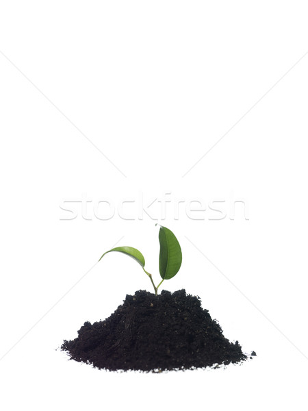 Stock photo: Growing plant