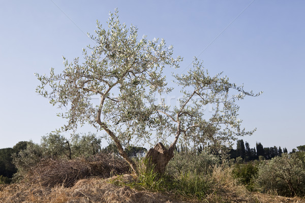 Drzewo oliwne lata rano krajobraz panoramiczny Toskania Zdjęcia stock © gemenacom