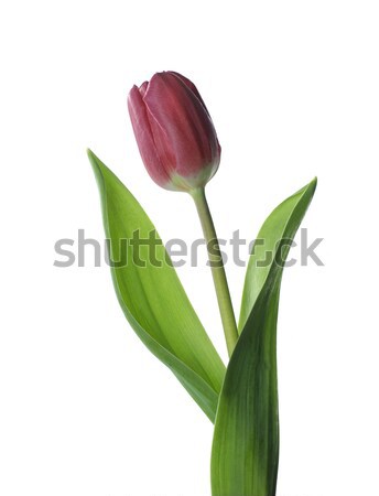 Red Tulip Stock photo © gemenacom