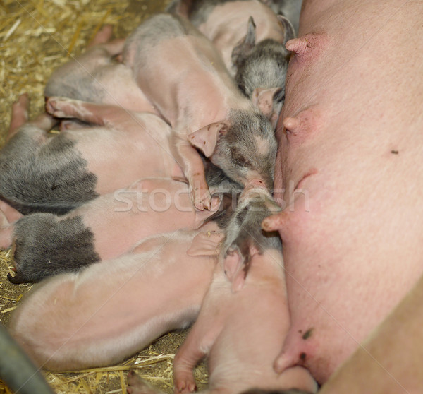 Grup yeme çiftlik gıda anne süt Stok fotoğraf © gemenacom