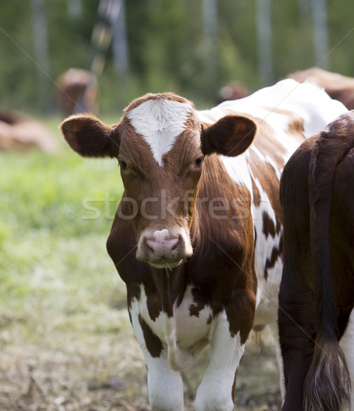 Vacas cena de tranquilidade doméstico grama pôr do sol natureza Foto stock © gemenacom