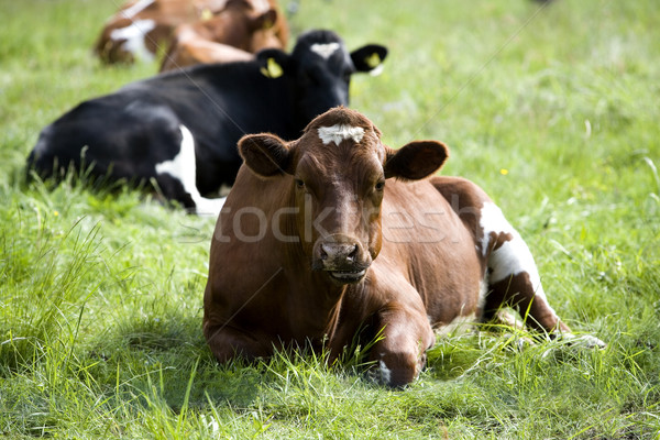 коров спокойные сцены внутренний трава закат природы Сток-фото © gemenacom