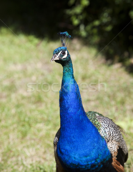 Peacock with short focal depth Stock photo © gemenacom