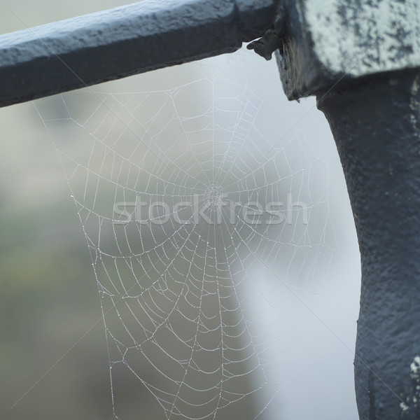 Teia da aranha água primavera cair branco Foto stock © gemenacom